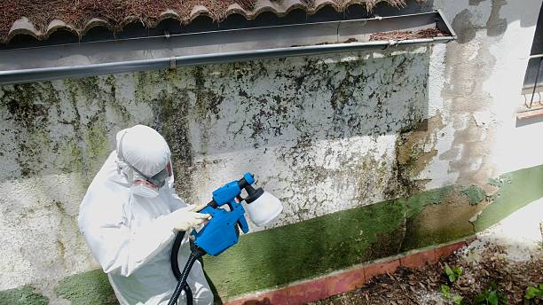 Mold Remediation service in Trenton, Trenton, MI